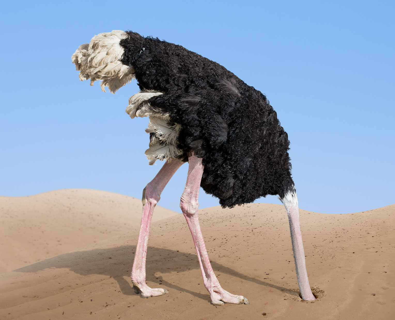 Bond Ladder Strategy Disadvantages - BondSavvy