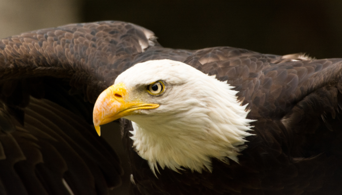  How To Profit from Rising Interest Rates